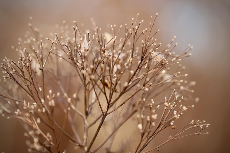 Nature-Inspired Accents